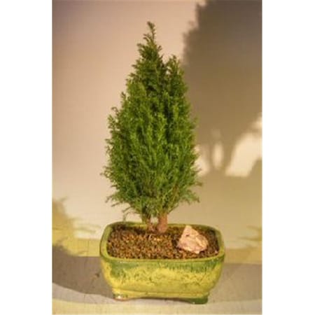 Paisaje European Cypress Evergreen Bonsai Tree - Chamaecypari Iawsoniana Ellwoodii PA2803622